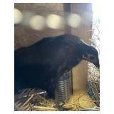 pair brown black bantams