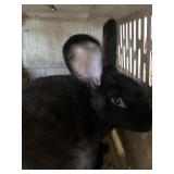 Female Flemish Doe Pedigree