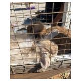 holland lop rabbitts