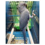 blueindian ringneck male16 wks