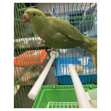 Green indian ringneck 16 wks old