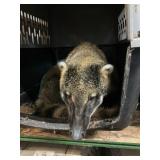 Male Coatimundi 3 yr old