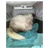 Female Shunk  Lavender 2yr old