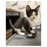 female 1/2 sphynx kiitten 18 wks black / white