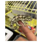 Jacksons Chameleon Male