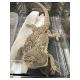 Bearded Dragon 2 yr old