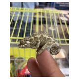 Jacksons Chameleon Male