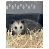 Female V. Opossum Breeder