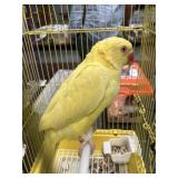 yellow indian ringneck female 16 wks old