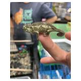Jacksons Chameleon Male
