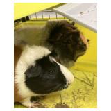 Guinea Pig 2 Males