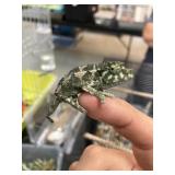 Jacksons Chameleon Unsexed