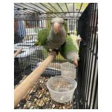 Green quakers  3 yrs old