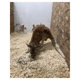 Male Kangaroo easy to handle
