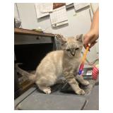 female 1/2 shpynx kitten grey/white
