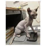 Sphynx kitten female hairless 18 wks