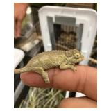 Jacksons Chameleon Female