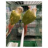 Green cheek conurer