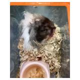 female hampster