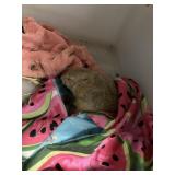 Richardson Ground Squirrel 6 month old