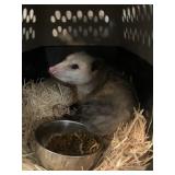 Male V. Opossum Breeder