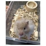 male hampster