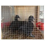 2 Drake 1 Hen Call Duck