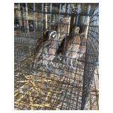 Bob White Quail