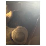 button quail trio