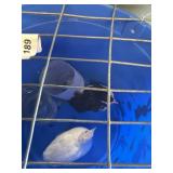duwell button quail