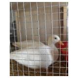 Pair White Call Ducks