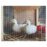 Pair White Call Ducks