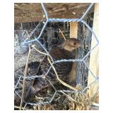 red golden pheasants