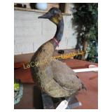 Taxidermy goose shot in 1910  great piece