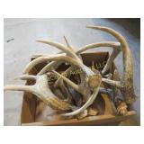 many assorted antlers great pieces