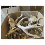 many assorted antlers some skulls