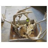 3 deer skulls with antlers