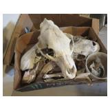 assorted skulls bear others w teeth