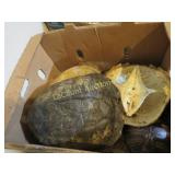 vintage turtle shells