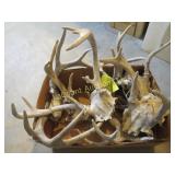 deer antlers some w skulls with antlers