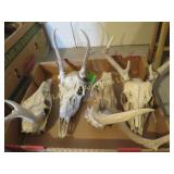 4 deer skulls with antlers