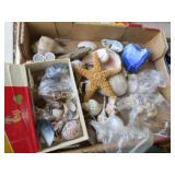 assorted sea shells star fish used (by mollusks!!)