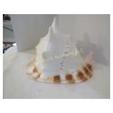 large conch shell