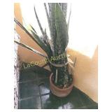 large Snake plant in pot