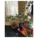 large house plant
