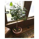hibiscus tree with mushroom decor has blossoms