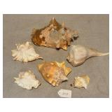 Group Lot of 6 Conch Shells