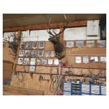All Animal Mounts and antlers/horns on the wall