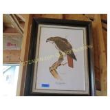 23x29 inch print of Red Tailed Hawk