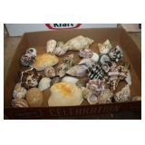 Selection of Shells
